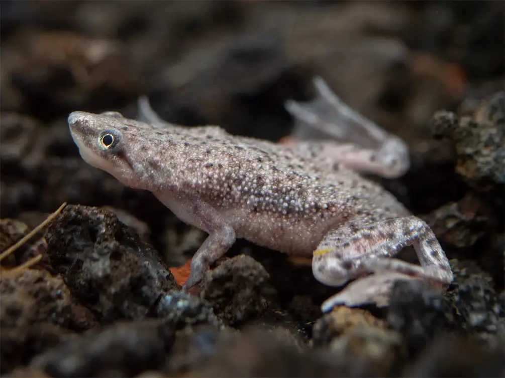 ranas para acuarios en NAscapers