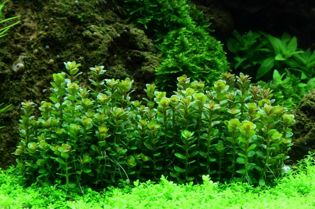 rotala al mejor precio en NAscapers