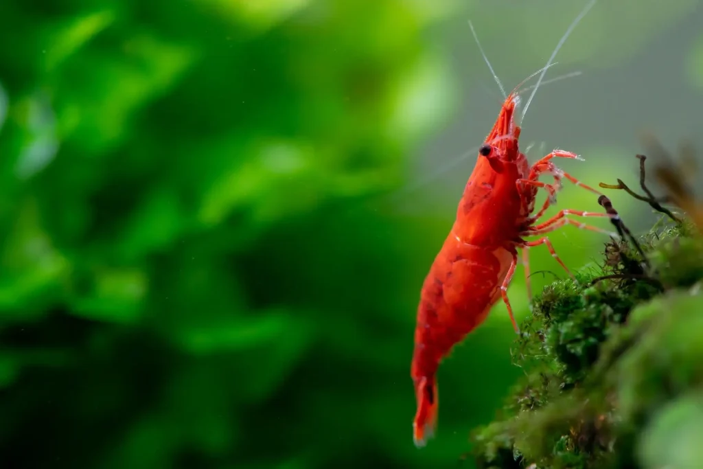 sales para gambas en NAscapers