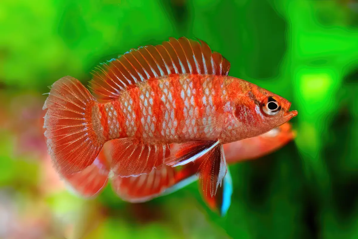 Badis Badiidae