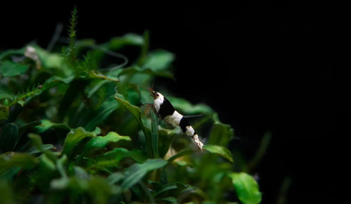 Bucephalandra