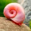 caracol planorbis rosa al mejor precio en NAscapers