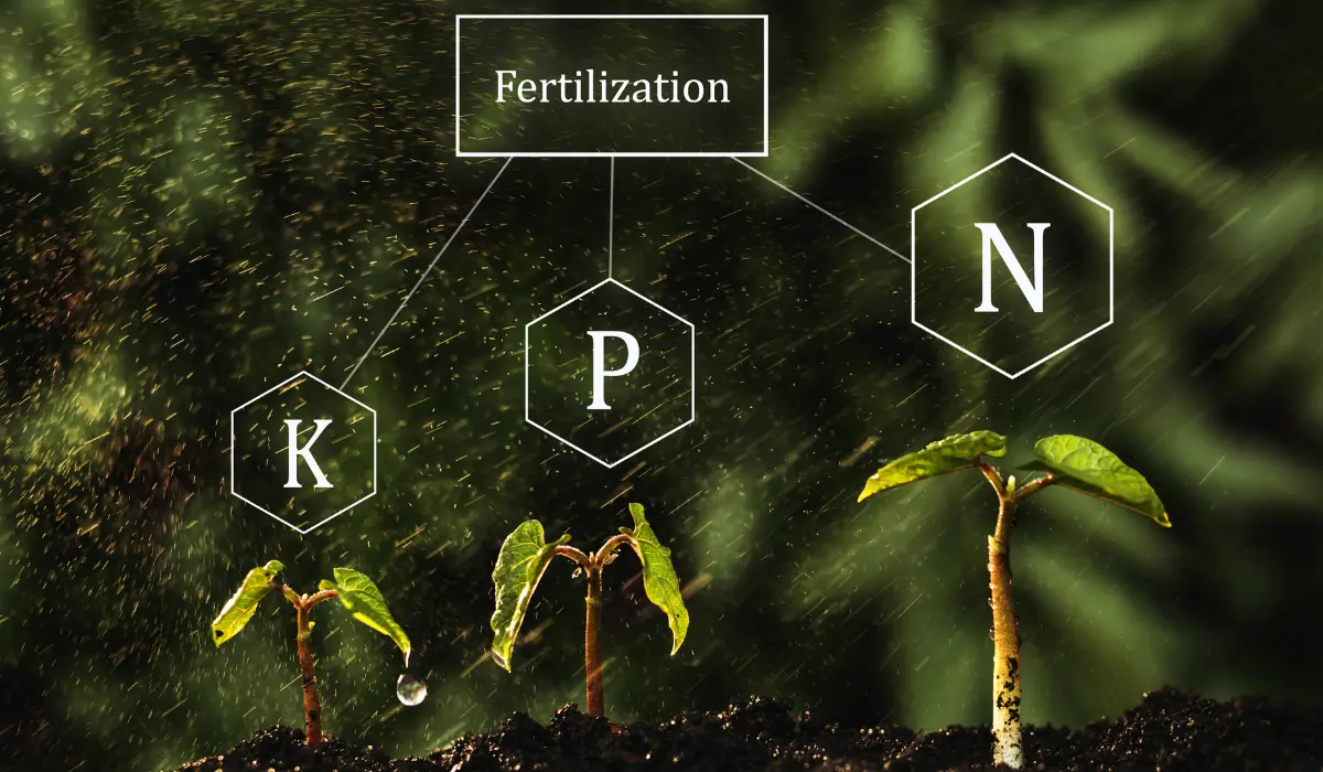 Importante fertilizar con potasio aunque dispongamos de un acuario con sustrato nutritivo.
