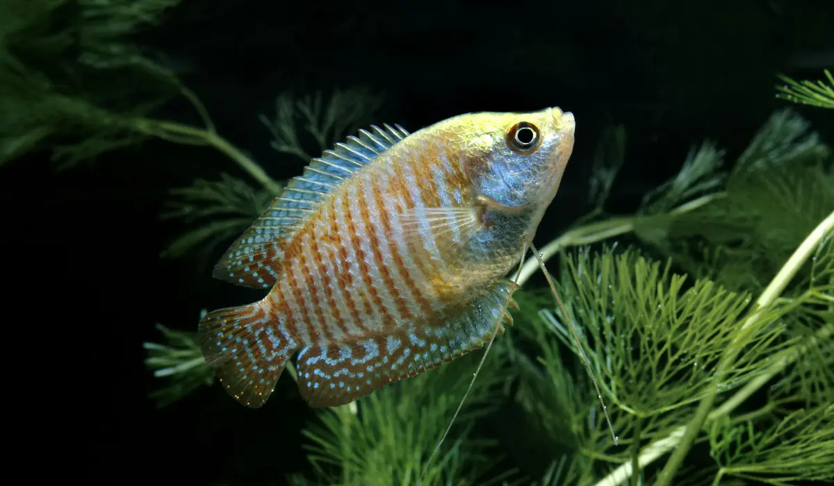 Gourami enano en nascapers.es