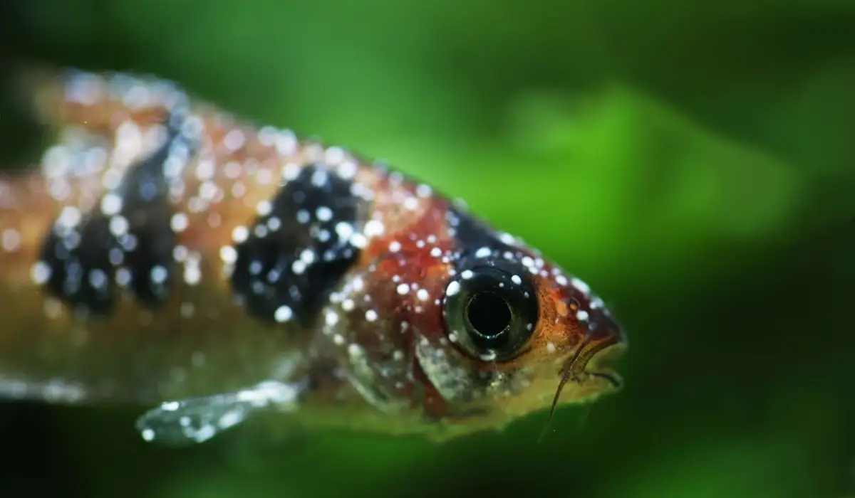 Pez de acuarios de agua dulce con punto blanco.