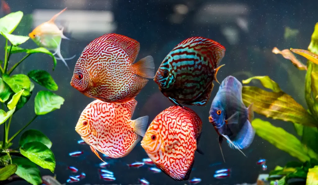 Grupo de peces disco en un acuario plantado