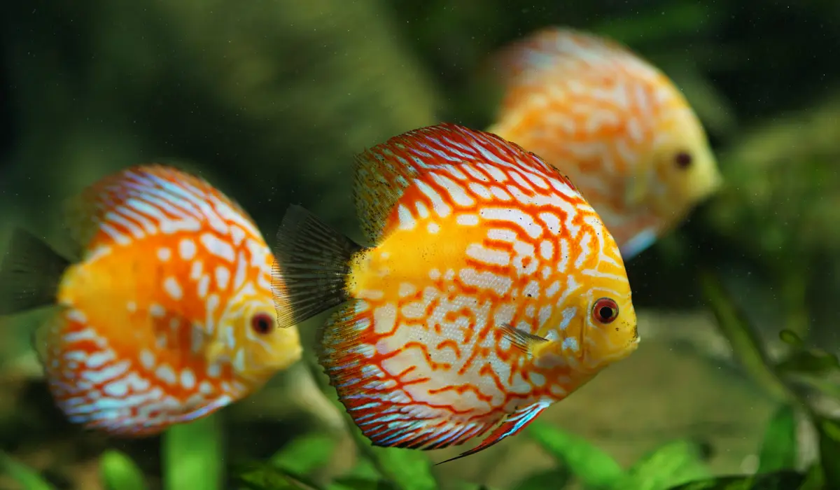 Grupo de peces Disco