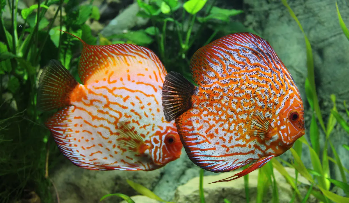 Pareja de peces disco