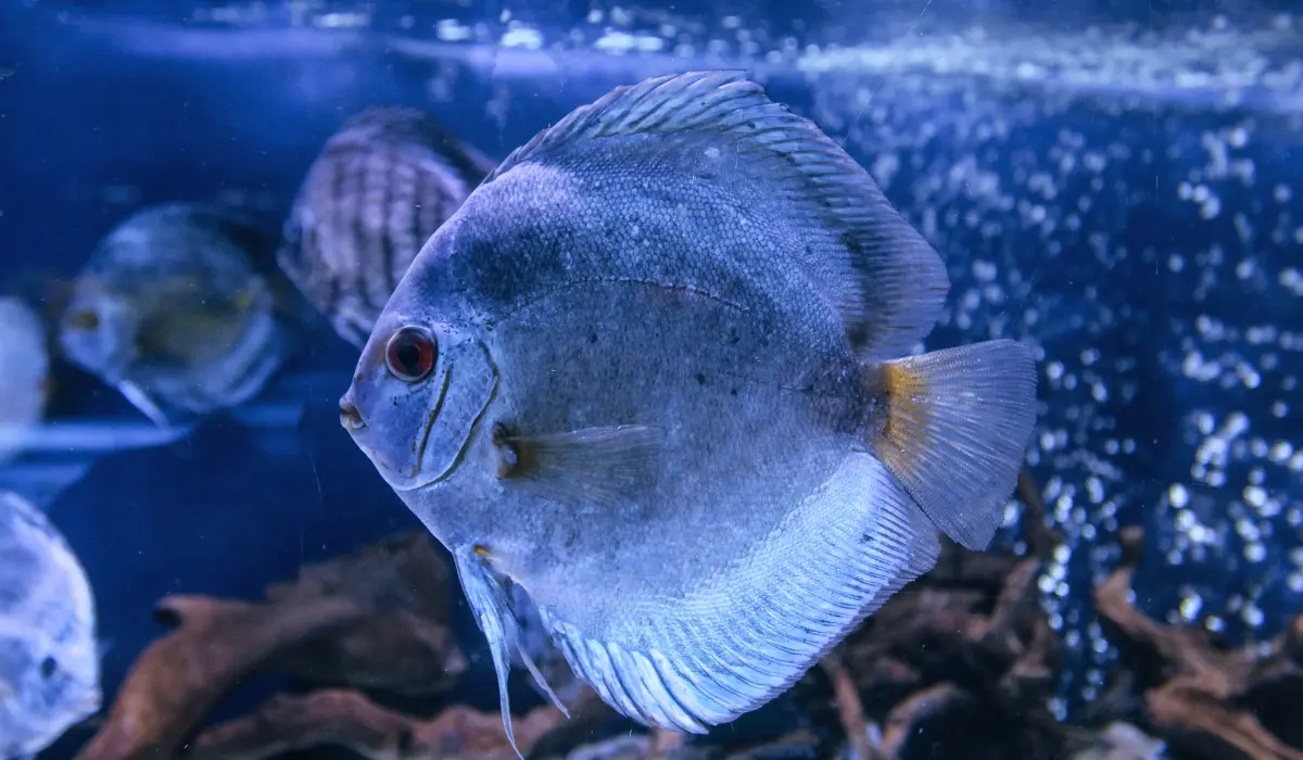 Pez disco de llamativos colores nadando plácidamente en un acuario plantado.