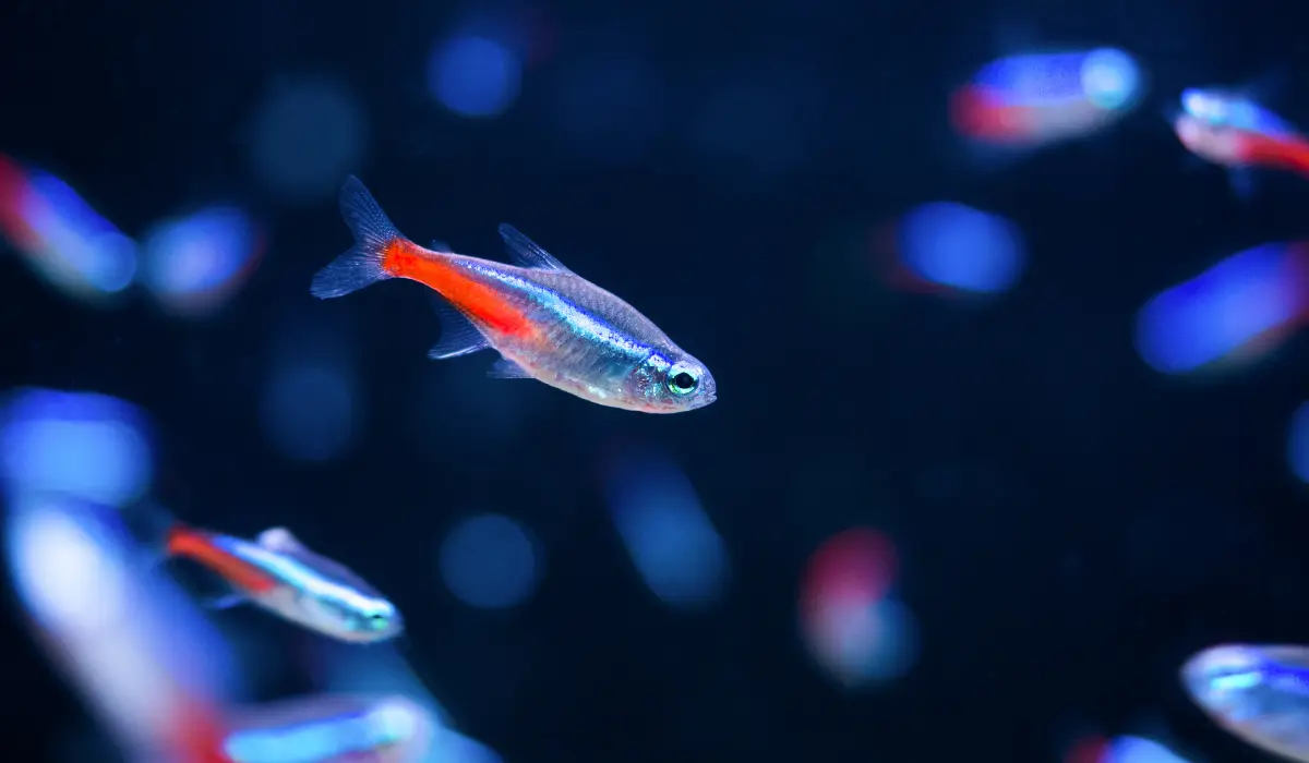 Pez Tetra Neon, en proceso de aclimatación a un acuario plantado.