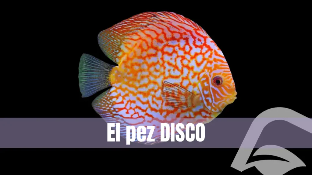 Todo lo que debes saber sobre el pez disco.