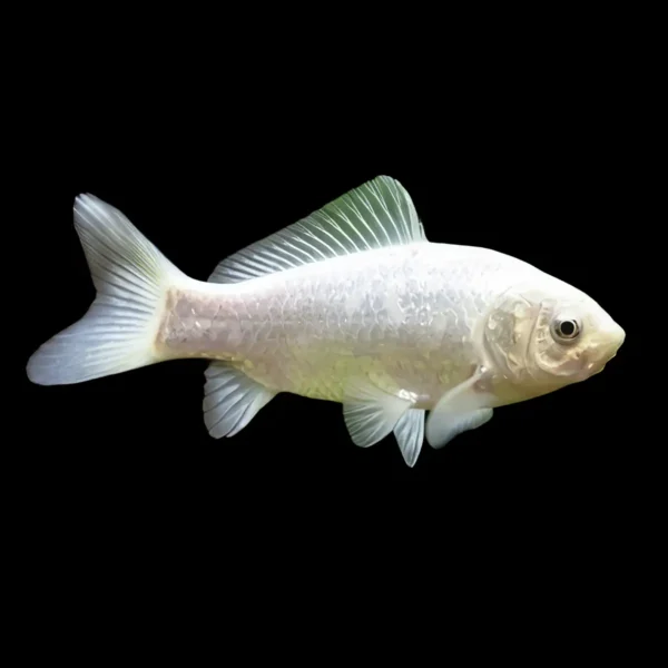 Carpa cometa blanca | Carassius auratus