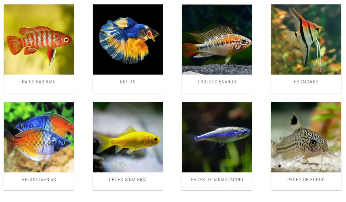 Comprar peces de acuario online