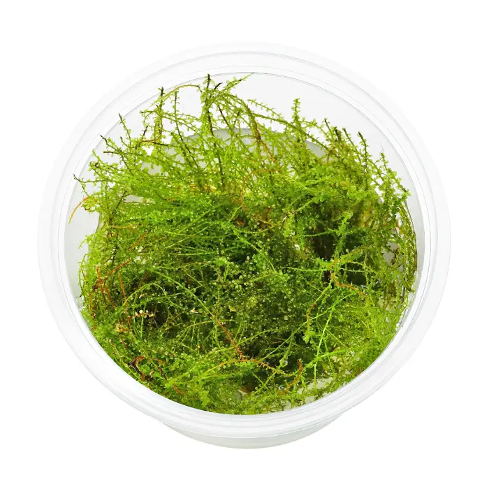 Musgo Blepharostoma al mejor precio en NAscapers