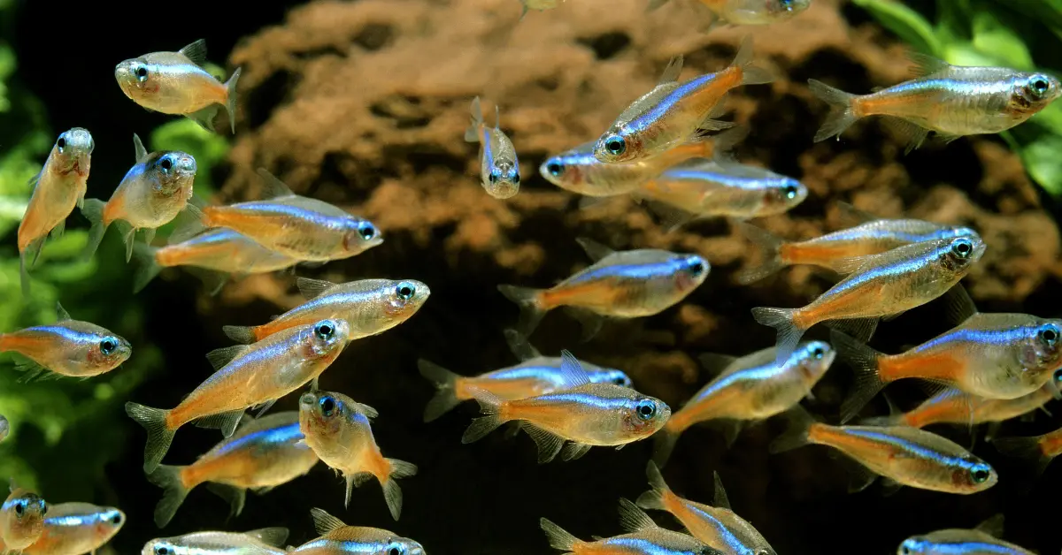 Peces tropicales de agua dulce nadando en un acuario