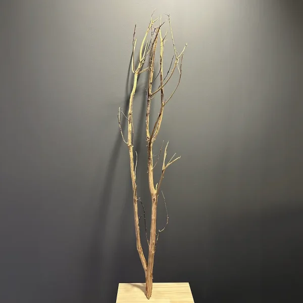 Madera para acuarios Perita
