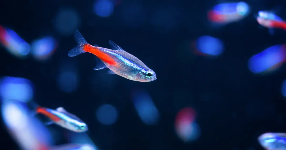 Tetra neon en un acuario