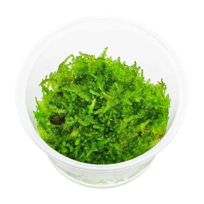 vesicularia montagnei mini christmas al mejor precio en NAscapers