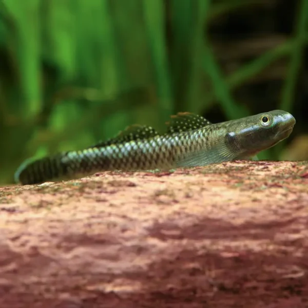 Gobio Arcoiris Azul Neón | Stiphodon Atropurpureus