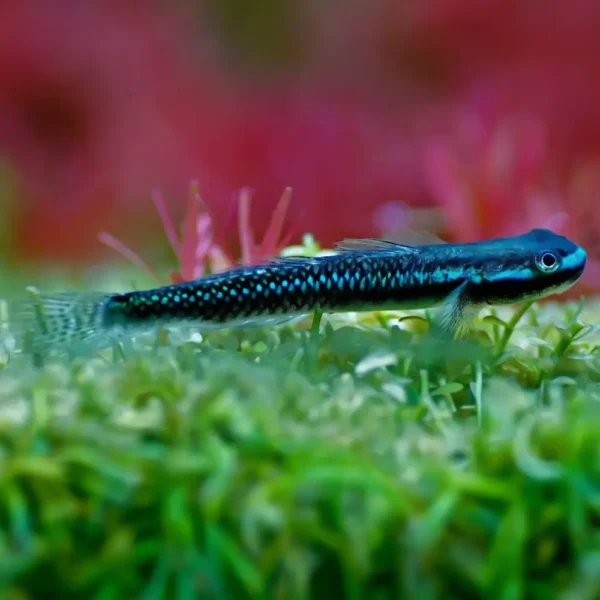 Gobio Arcoiris Azul Neón Stiphodon Atropurpureus Tienda Online