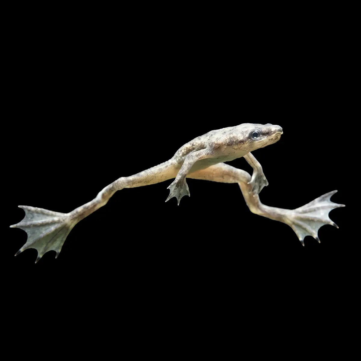 Rana Hymenochirus Blanca nascapers.es