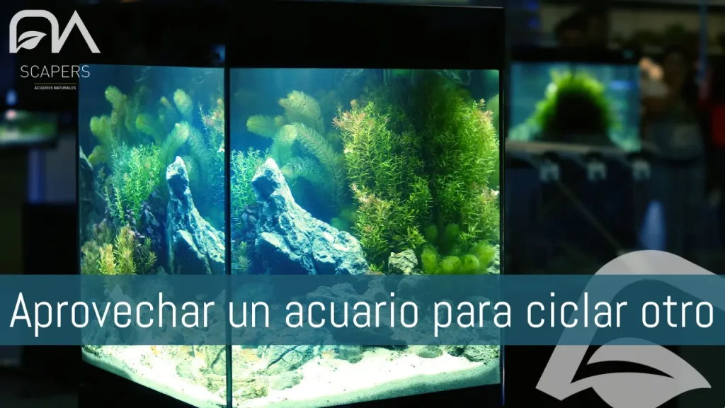 Aprovecha un acuario para ciclar otro nuevo.