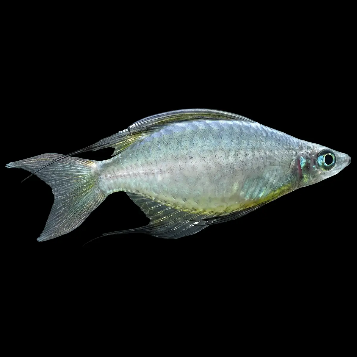 Iriatherina Werneri Balón nascapers.es