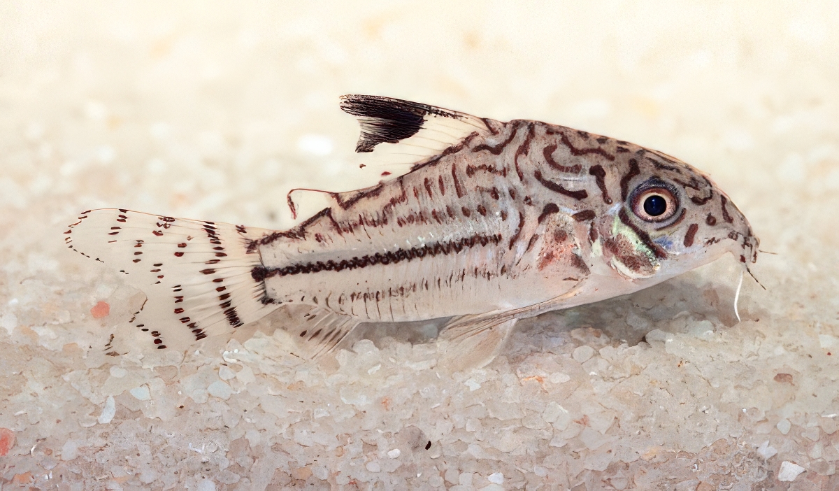 Corydora en el fondo de un acuario