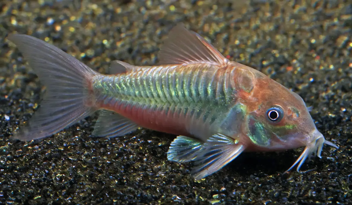 Corydora Aneus Bronce