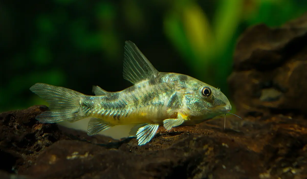 Corydora, un pez de fondo para acuarios plantados