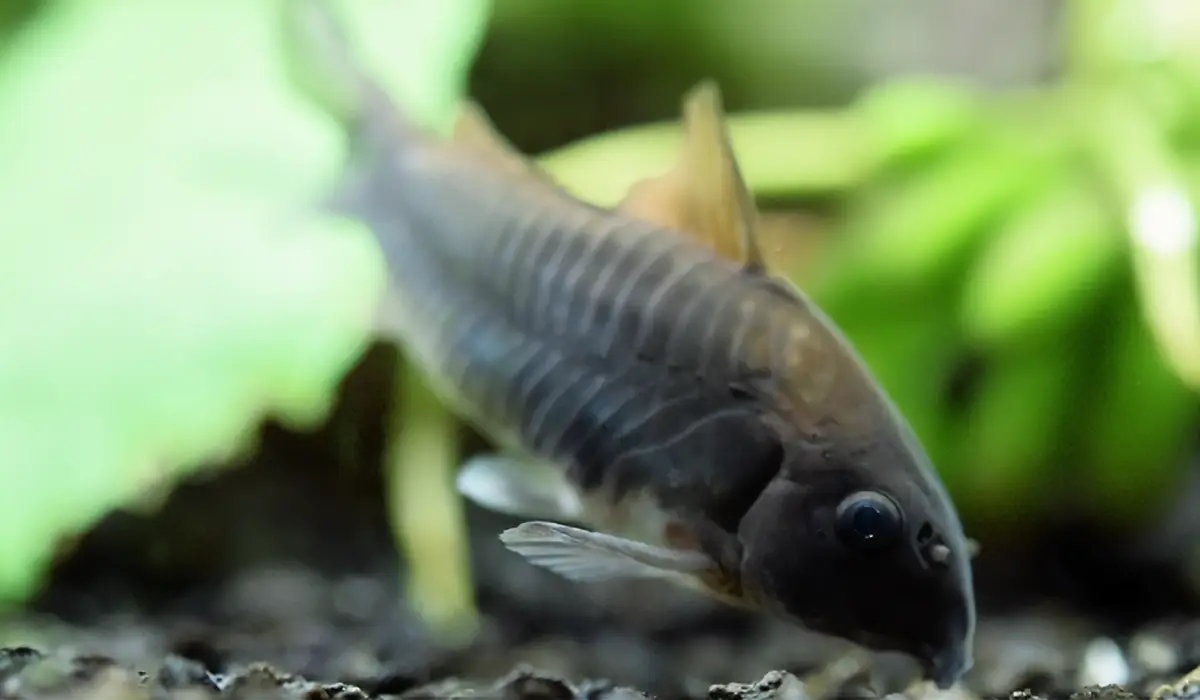 Corydora negra buscando en el fondo del acuario