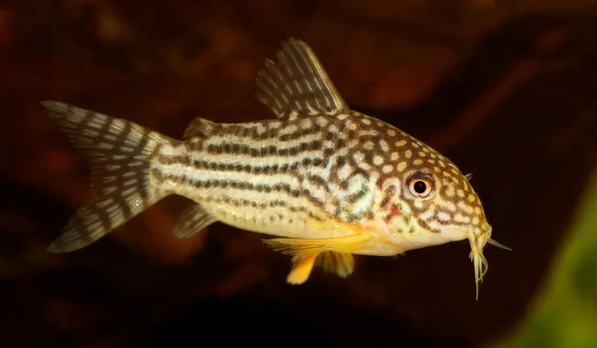 Corydora Sterbai | Sterba Cory