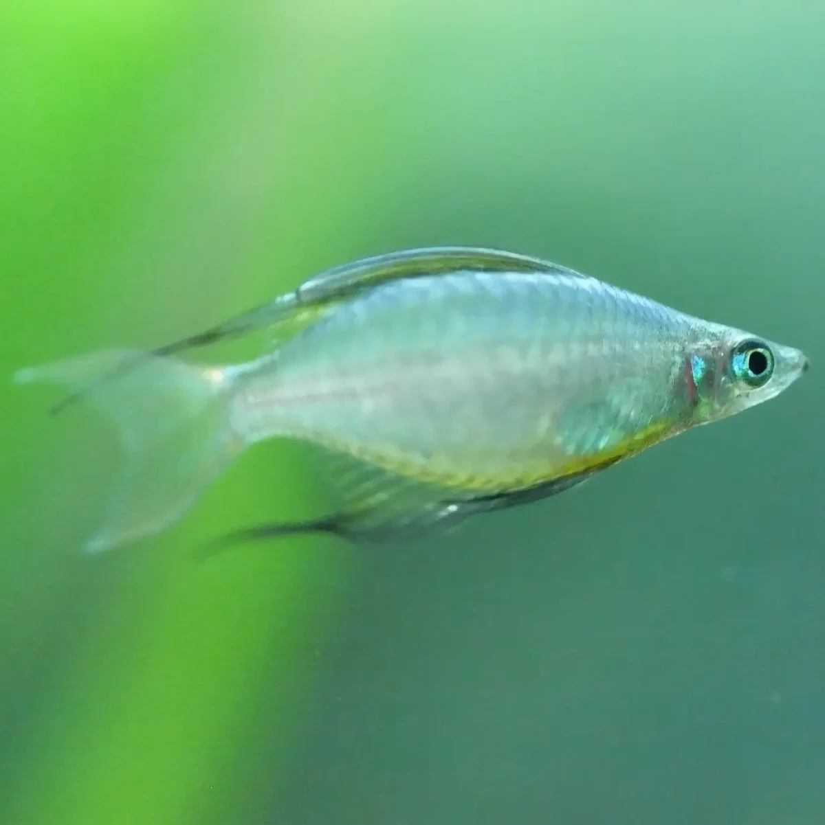 Iriatherina Wernerii Balón