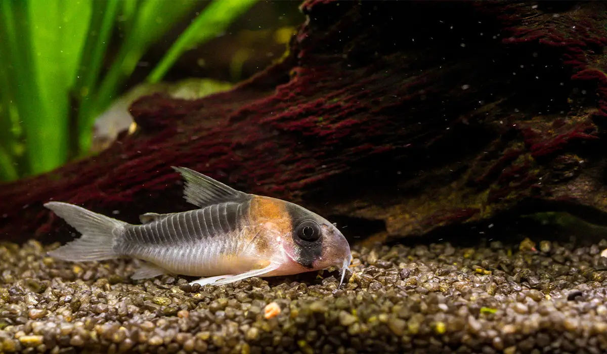 Evita los impulsos a la hora de montar un acuario.