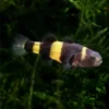 Brachygobius Xanthozona Pez Avispa