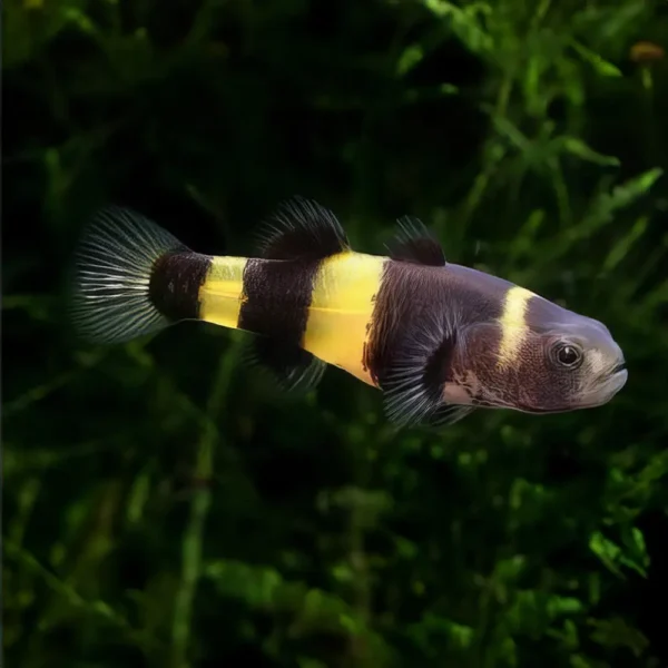 Brachygobius Xanthozona Pez Avispa