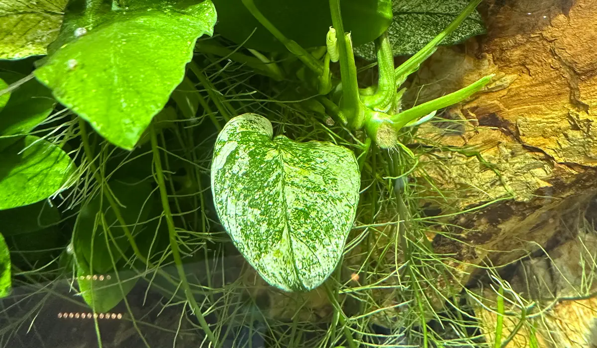 Plantas sumergidas en un acuario plantado.