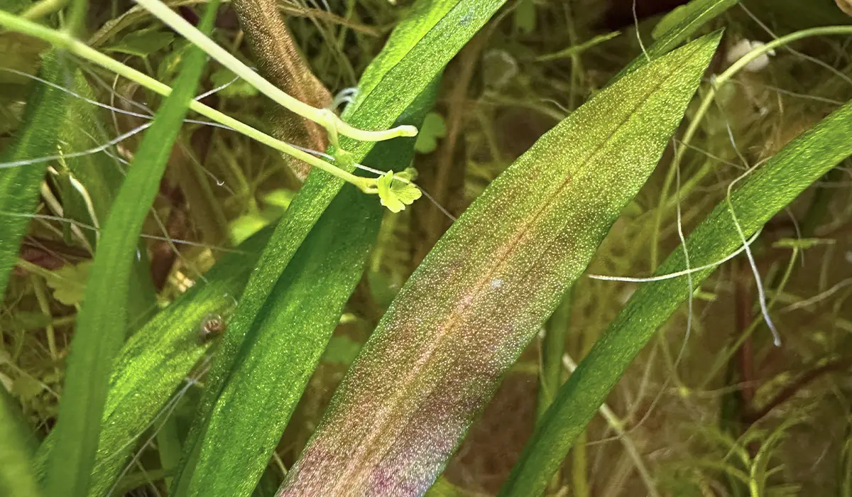 La calidad del agua es esencial para conseguir un plantado natural y brillante.