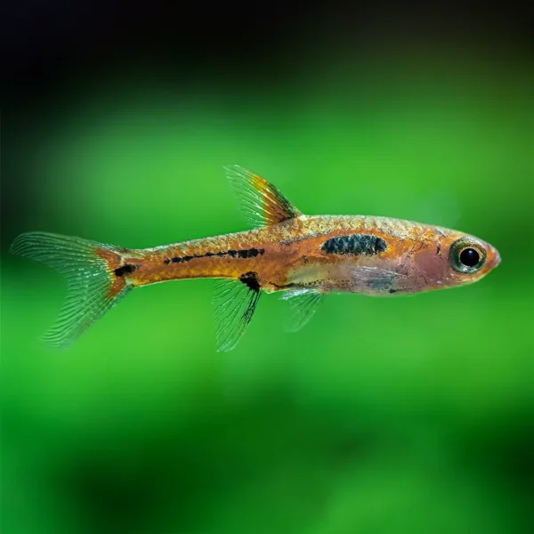 Rasbora merah boraras o mosquito