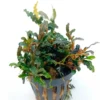 Bucephalandra Mini Boyan