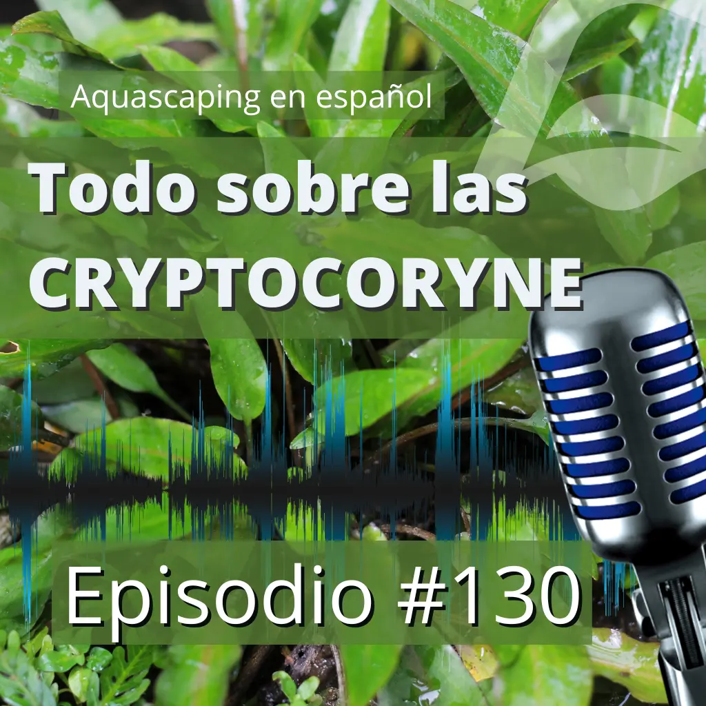 Episodio #130: Todo sobre las Cryptocoryne