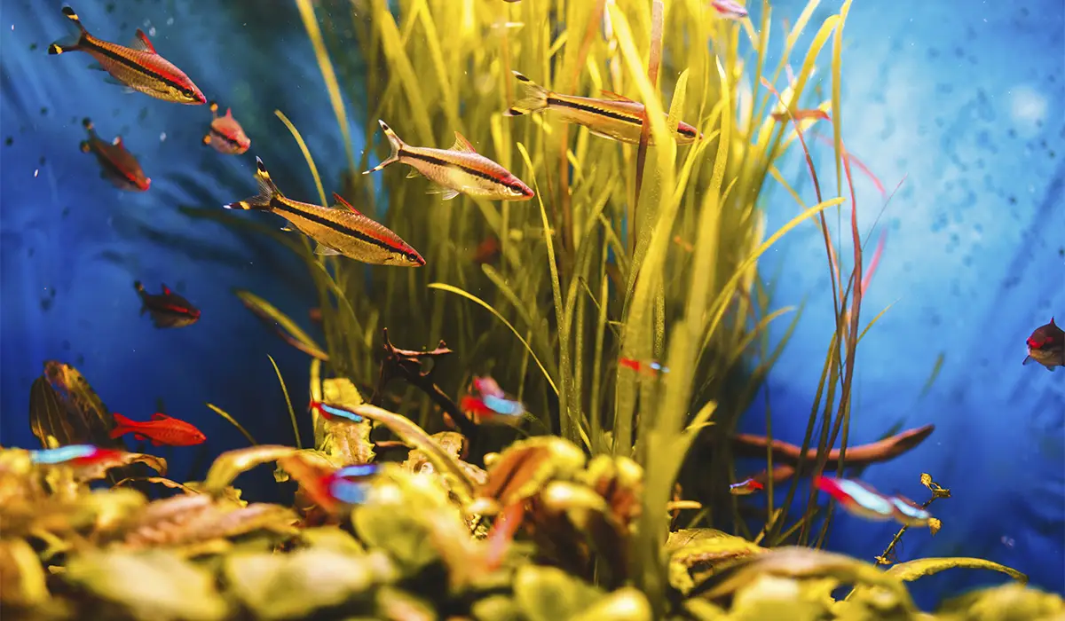 Cómo mejorar tu acuario plantado con pequeños cambios