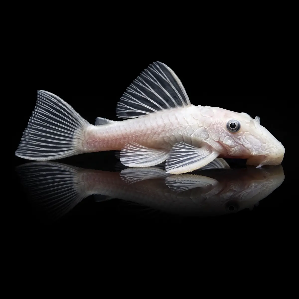 Ancistrus Snow White Ojo Negro nascapers.es