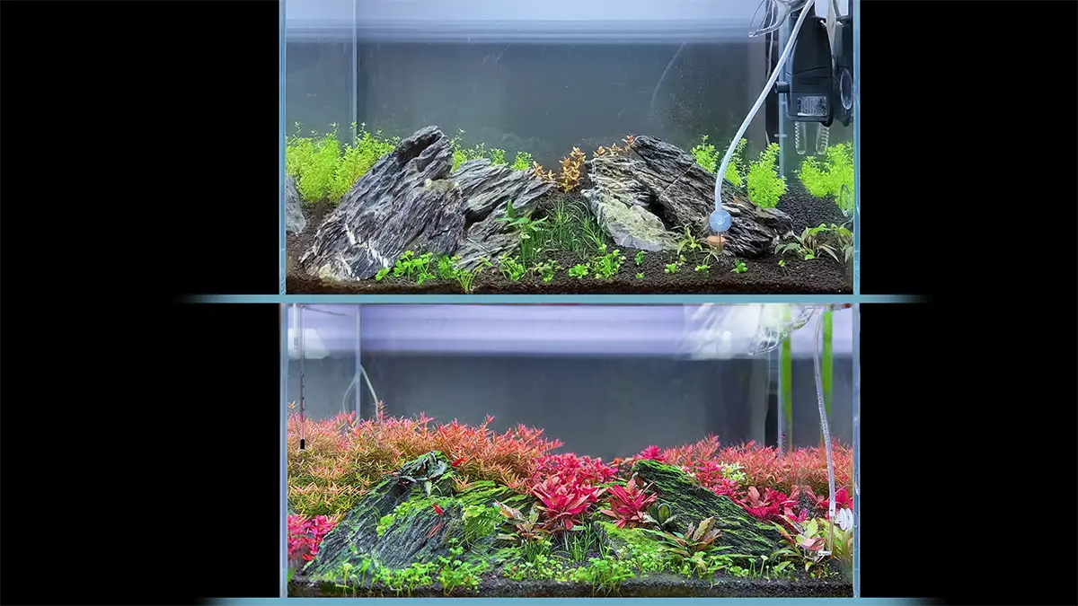 antes y después de un acuario 60P con pequeños ajustes