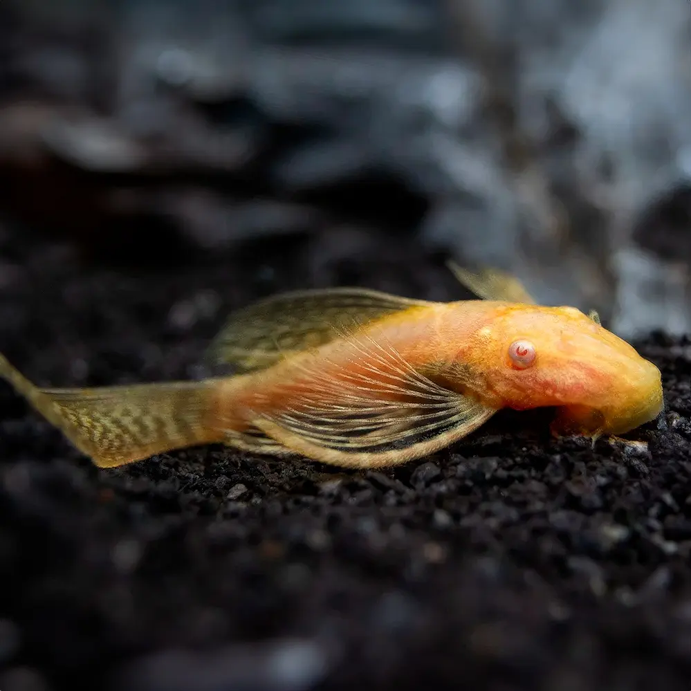 Ancistrus Gold Velo