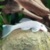 Ancistrus Snow White Ojo Negro