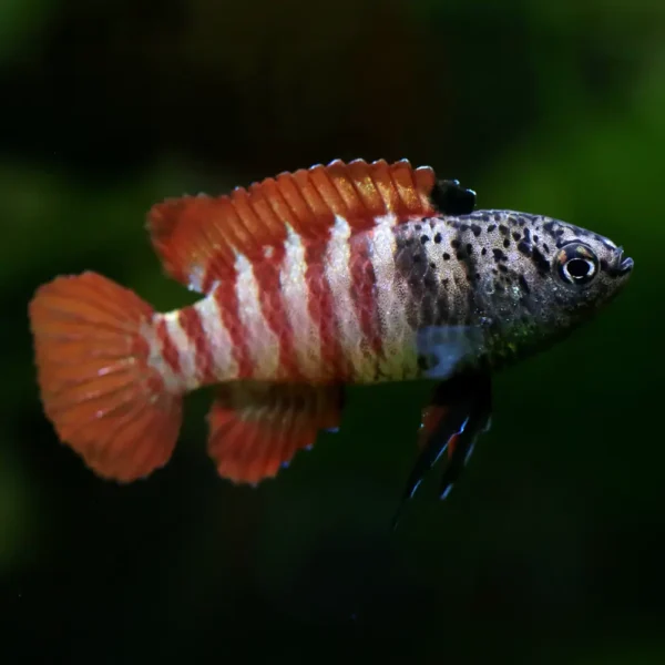 Badis Tigre Negro de Myanmar | Dario sp myanmar