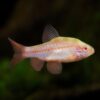 Barbi cereza albino puntius titteya