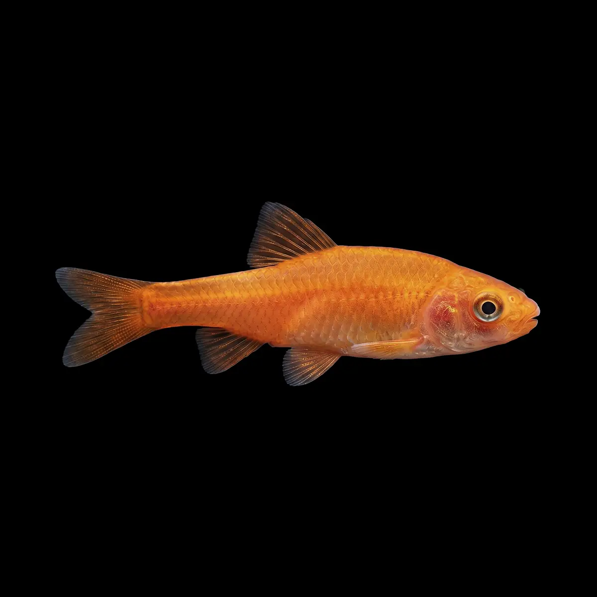 Barbo Cereza Albino nascapers.es