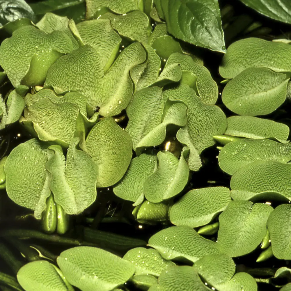 Salvinia minima